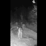 Na Kočevskem presenetil trop volkov