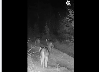 Na Kočevskem presenetil trop volkov