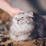 Novo mesto: Sofinanciranje sterilizacije in kastracije lastniških mačk