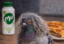 Vplivnež Repić se je po ukinitvi Instagram profila preselil na X, kjer ga sledi že 13.000 ljudi