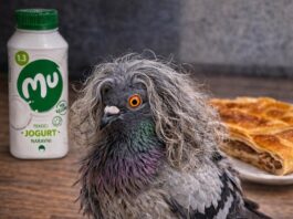 Vplivnež Repić se je po ukinitvi Instagram profila preselil na X, kjer ga sledi že 13.000 ljudi