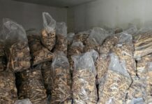 Enotno podprli zakon o pokopu žrtev povojnih pobojev in revolucije na Žalah