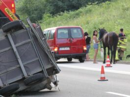 Na dolenjski avtocesti avtomobil trčil v dva konja, eden poginil