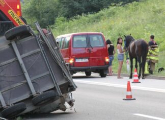 Na dolenjski avtocesti avtomobil trčil v dva konja, eden poginil