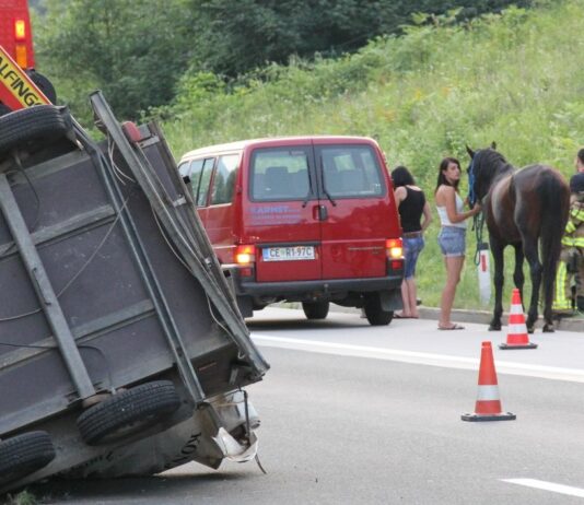 Na dolenjski avtocesti avtomobil trčil v dva konja, eden poginil