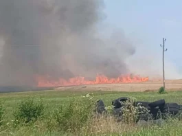 Skupna mladoletnih Romov kmetom že tretjič zažgala polje pšenice; škoda je velika