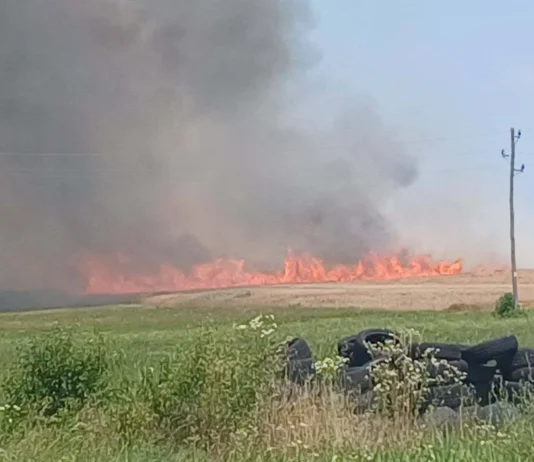 Skupna mladoletnih Romov kmetom že tretjič zažgala polje pšenice; škoda je velika